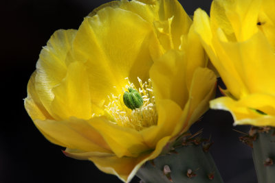 0013-IMG_2277-Prickly Pear Cactus Bloom.jpg