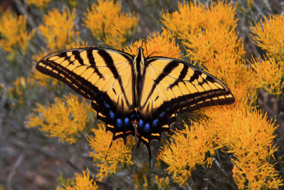 0016-IMG_0972-Tiger Swallowtail Butterfly on Rabbit Bush.jpg
