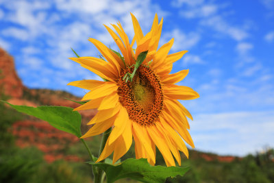 0018-3B9A3591-Sunflower & Praying Mantis.jpg