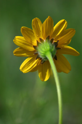 0021-IMG_1403-Sunflower.jpg