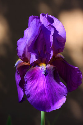 0022-IMG_1795-Beautiful Iris-.jpg