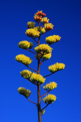 0024-IMG_3292-Blooming Agave.jpg