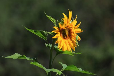 0025-3B9A3441-Sunflower & Praying Mantis.jpg