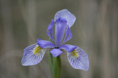 0027-IMG_4908-Wild Iris.jpg