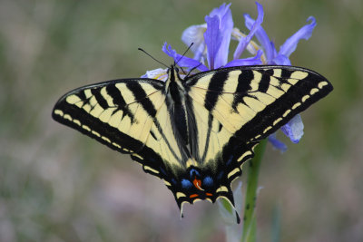 0028-IMG_5376-Tiger Swallowtail Butterfly on Wild Iris.jpg
