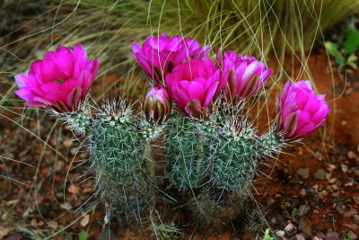 0030-IMG_5840-Hedgehog Cactus Flowers.jpg