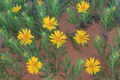 0033-IMG_9225-Arizona Wildflowers.jpg