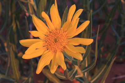 0034-IMG_9239-Arizona Wildflower.jpg