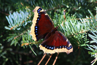 0035-IMG_9680-Morning Cloak Butterfly.jpg