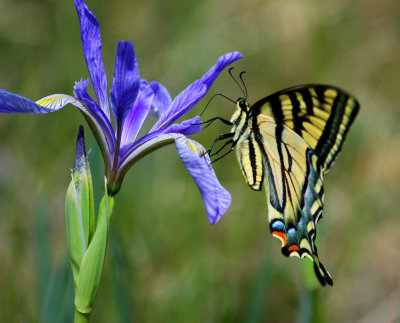 0037-Tiger Swallowtail Butterfly & Wild Iris-.jpg