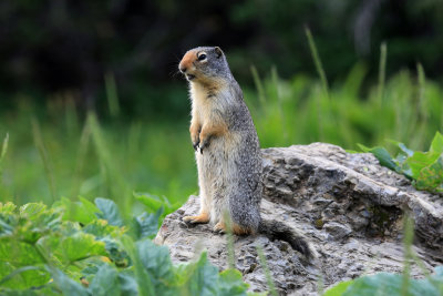 008-3B9A7401-Columbian Ground Squirrel.jpg