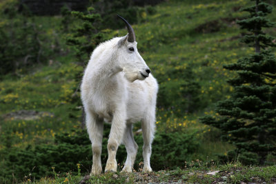 009-3B9A6919-Mountain Goat.jpg