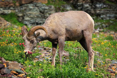 0027-3B9A6642-Bighorn Sheep.jpg