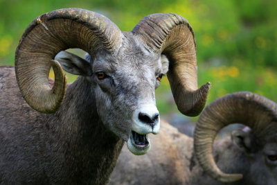 0033-3B9A6492-Bighorn Sheep.jpg