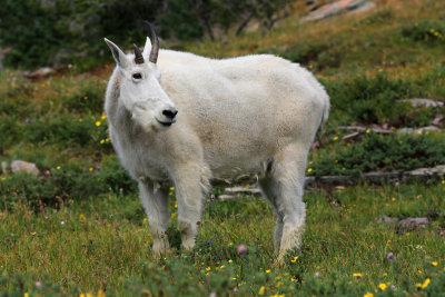 0034-3B9A6888-Mountain Goat.jpg