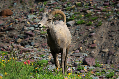 0035-3B9A6575-Bighorn Sheep getting a wildflower snack.jpg