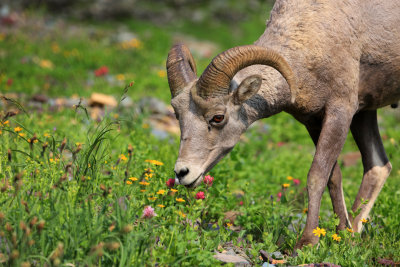 0036-3B9A6594-Bighorn Sheep.jpg