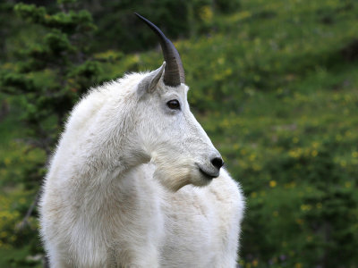 0037-3B9A6919-Mountain Goat-.jpg