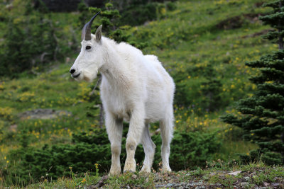 0040-3B9A6922-Mountain Goat.jpg