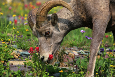 0041-3B9A6658-Bighorn Sheep feeding on Wildflowers.jpg