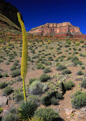 0012-3B9A2157-Utah Agave blooming in the Grand Canyon.jpg