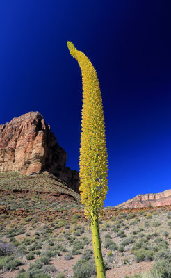 005-3B9A2181- Blooming Agave, Grand Canyon.jpg