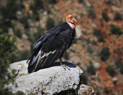 0024-IMG_5310-California Condor, Grand Canyon.jpg