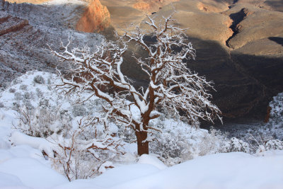 0064-IMG_9390-Grand Canyon Winter Views.jpg