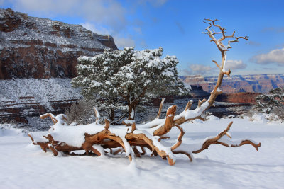 0066-IMG_9401-Grand Canyon Winter Views from Cedar Ridge.jpg