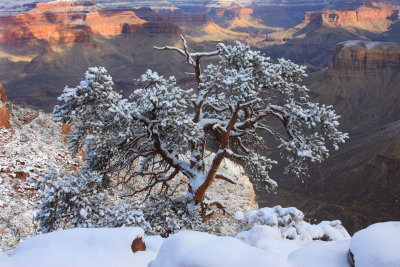 0085-IMG_9474-Grand Canyon Winter Views.jpg