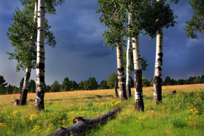 005-IMG_5555-Monsoon Storm & Aspens.jpg