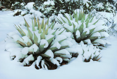 0026-IMG_9949-Agaves in Winter.jpg