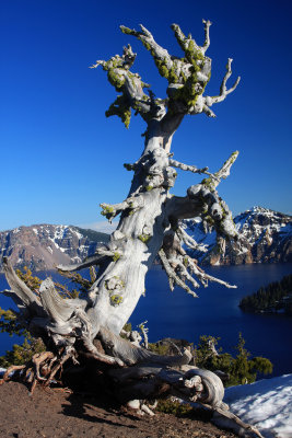 003-IMG_6962-Dead Whitebark Pine tree above Crater Lake-.jpg