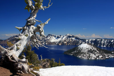 008-IMG_6650-Dead Whiebark Pine tree above Crater Lake-.jpg
