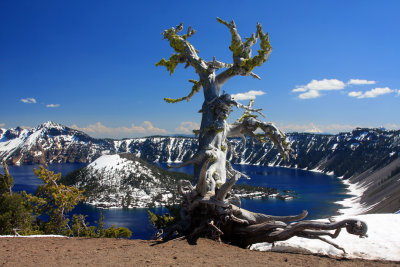 0012-IMG_6618-Dead Whitebark Pine tree above Crater Lake-.jpg