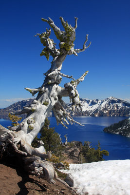 0015-IMG_6641-Dead Whitebark Pine tree above Crater Lake-.jpg