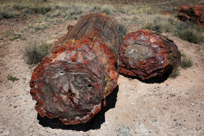 003-3B9A7955-Petrified Wood.jpg
