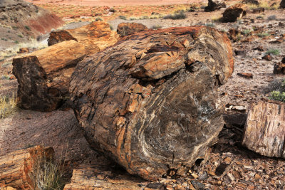 008-3B9A8586-Petrified Wood.jpg