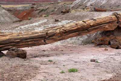 009-3B9A8719-Onyx Bridge Petrified Wood.jpg