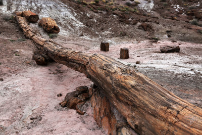 0011-3B9A8641-Onyx Bridge Petrified Wood.jpg