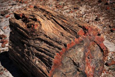 0018-3B9A7979-Petrified Wood.jpg