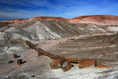 0019-3B9A9092-Onyx Bridge Petrified Wood in the Painted Desert.jpg