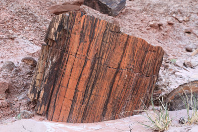 0021-3B9A8727-Petrified Wood.jpg