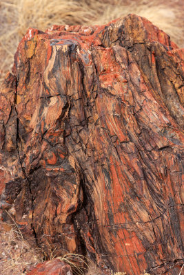 0027-IMG_0329-Petrified Wood.jpg