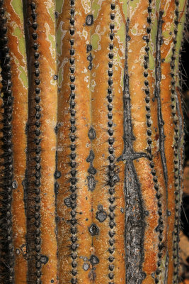 001-3B9A4515-Saguaro Cactus Textures.jpg