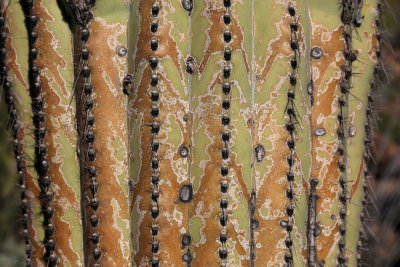 004-3B9A4536-Saguaro Cactus Textures.jpg
