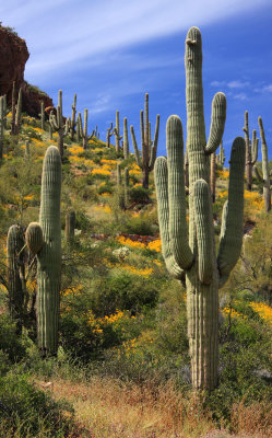 007-Desert Flowers and Saguaros-.jpg