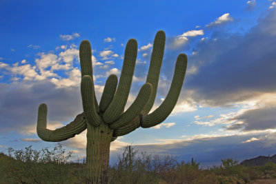 008-IMG_0194-Sonoran Desert Saguaro Cactus.jpg