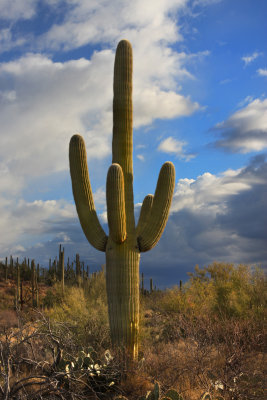 0012-IMG_0281-Saguaro Cactus.jpg
