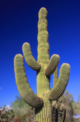 0014-IMG_7165-Giant Saguaro Cactus.jpg